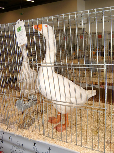Emdener Gans wei&szlig;
